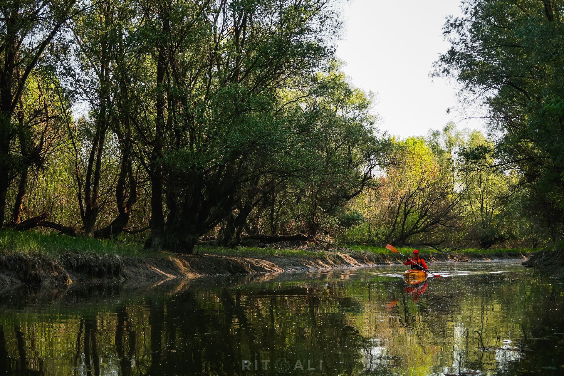 APATINSKI RIT. GORNJE PODUNAVLJE