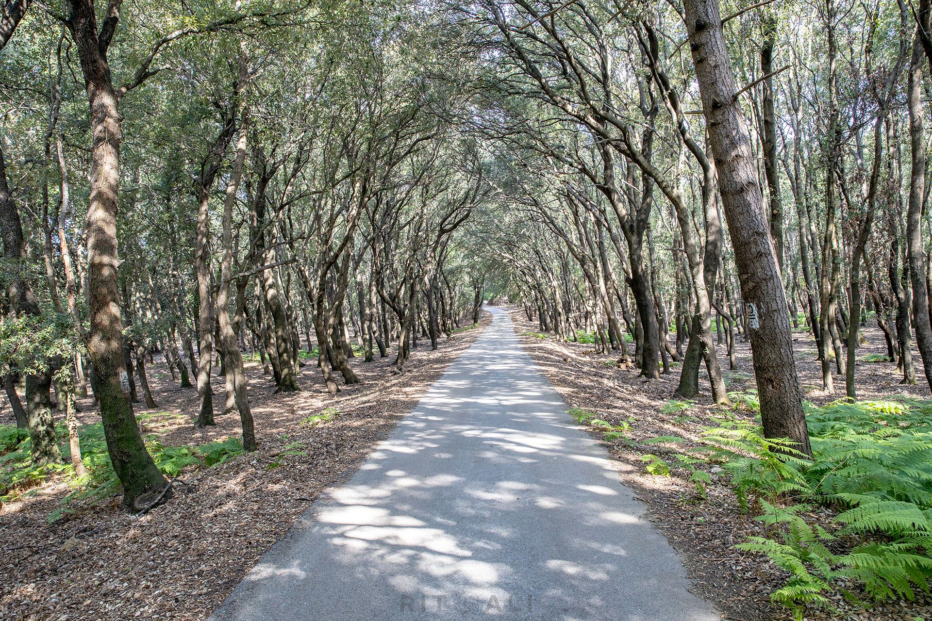 OTOK RAB. BICIKLOM PO DUNDO ŠUMI