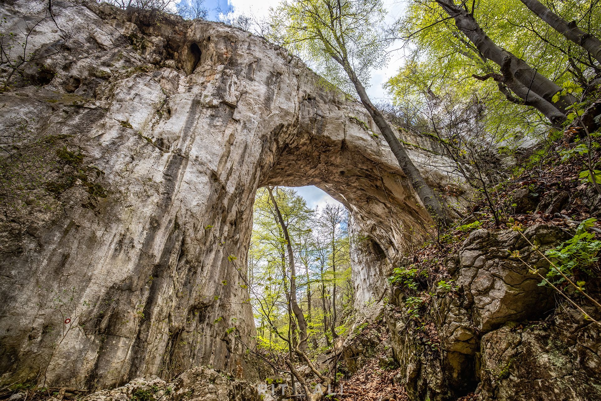 PRERAST SAMAR. KUČAJ. DUBAŠNICA.