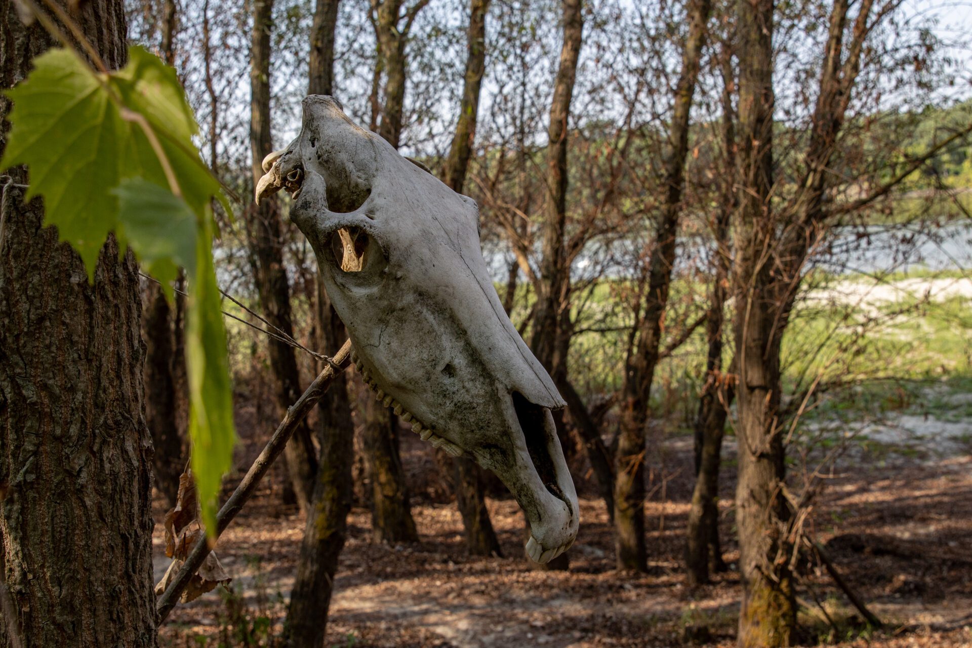 MAJMUNSKO OSTRVO. KO ČANG NA DUNAVU