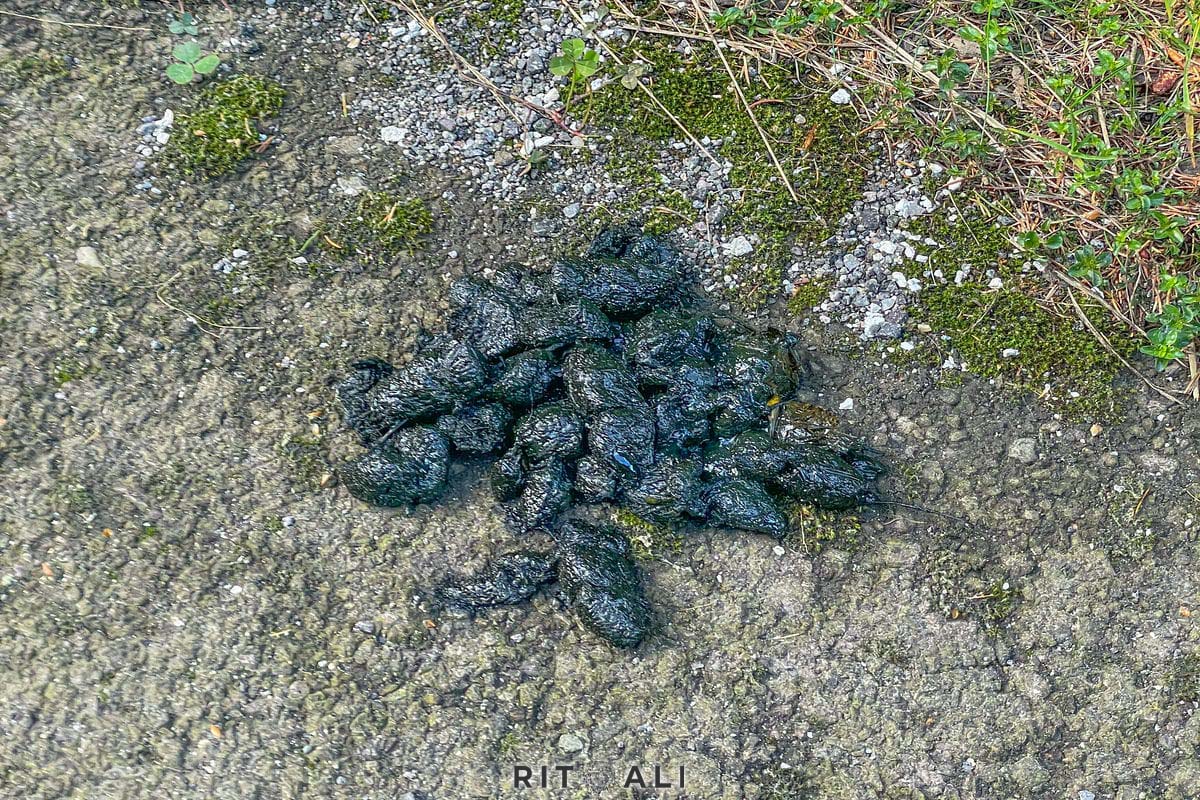 BRASOV. ZARNESTI. MEDVEĐA POSLA