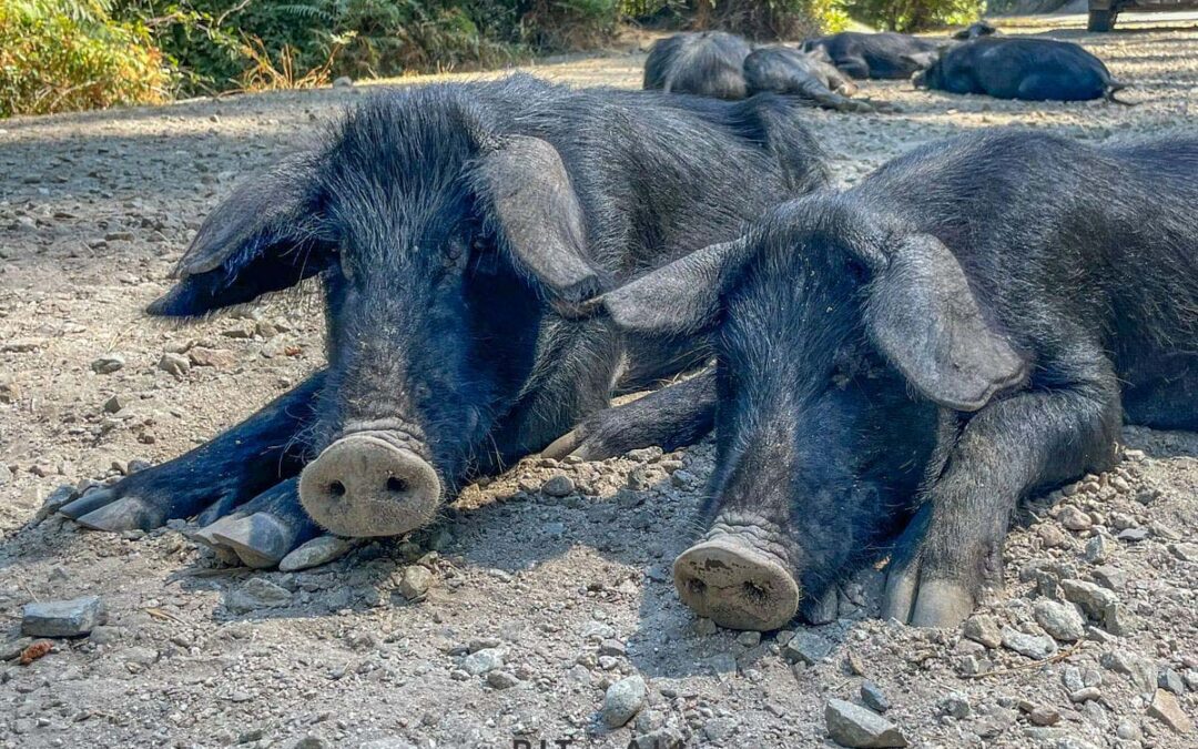 KORZIKA. OSTRVO PLANINA, MORA I SVINJA