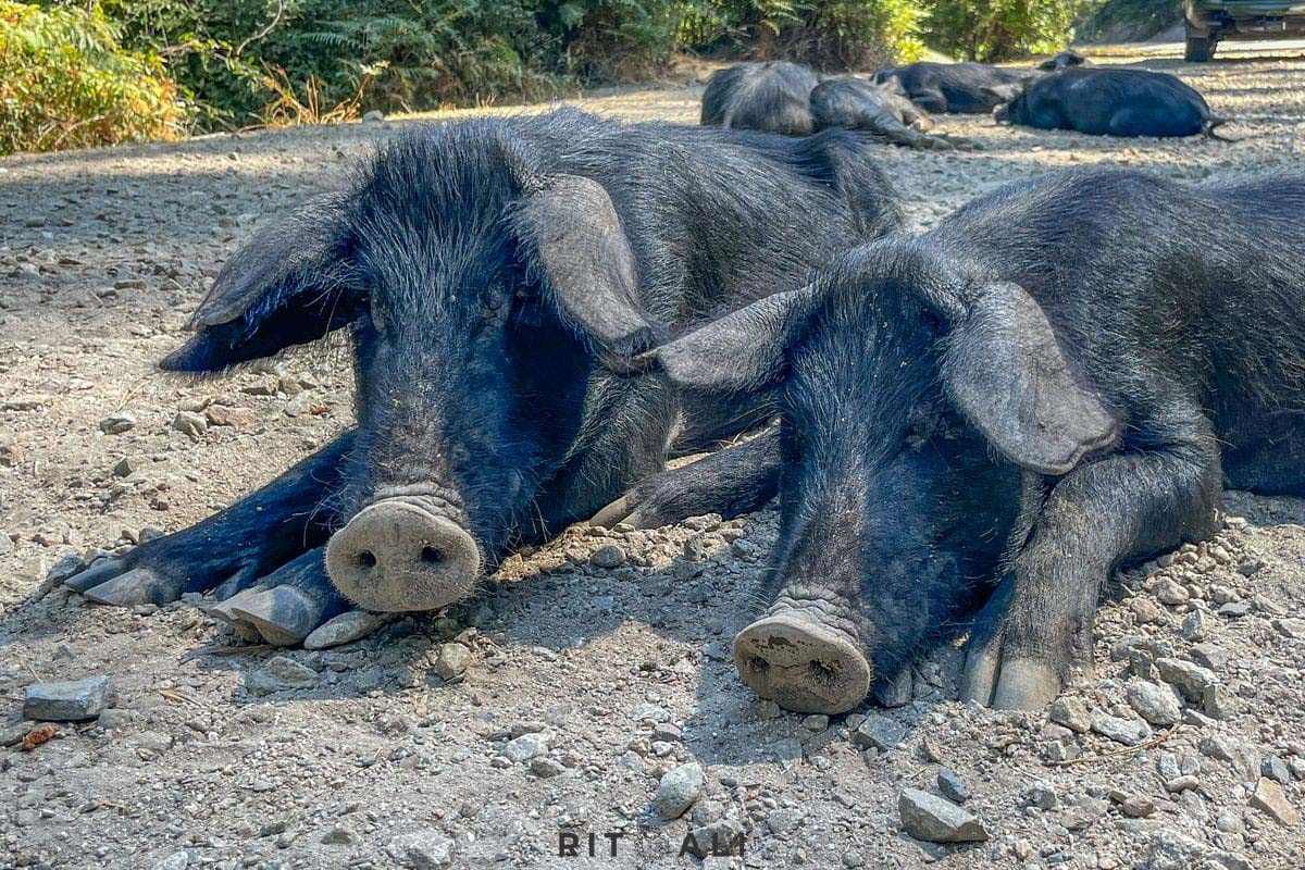 KORZIKA. OSTRVO PLANINA, MORA I SVINJA