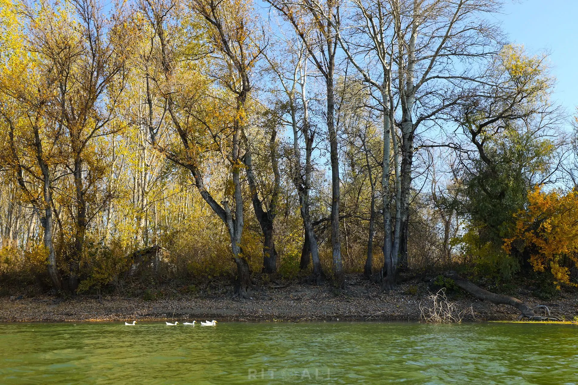 REKA TAMIŠ. GLOGONJ. JESEN NA KAJAKU