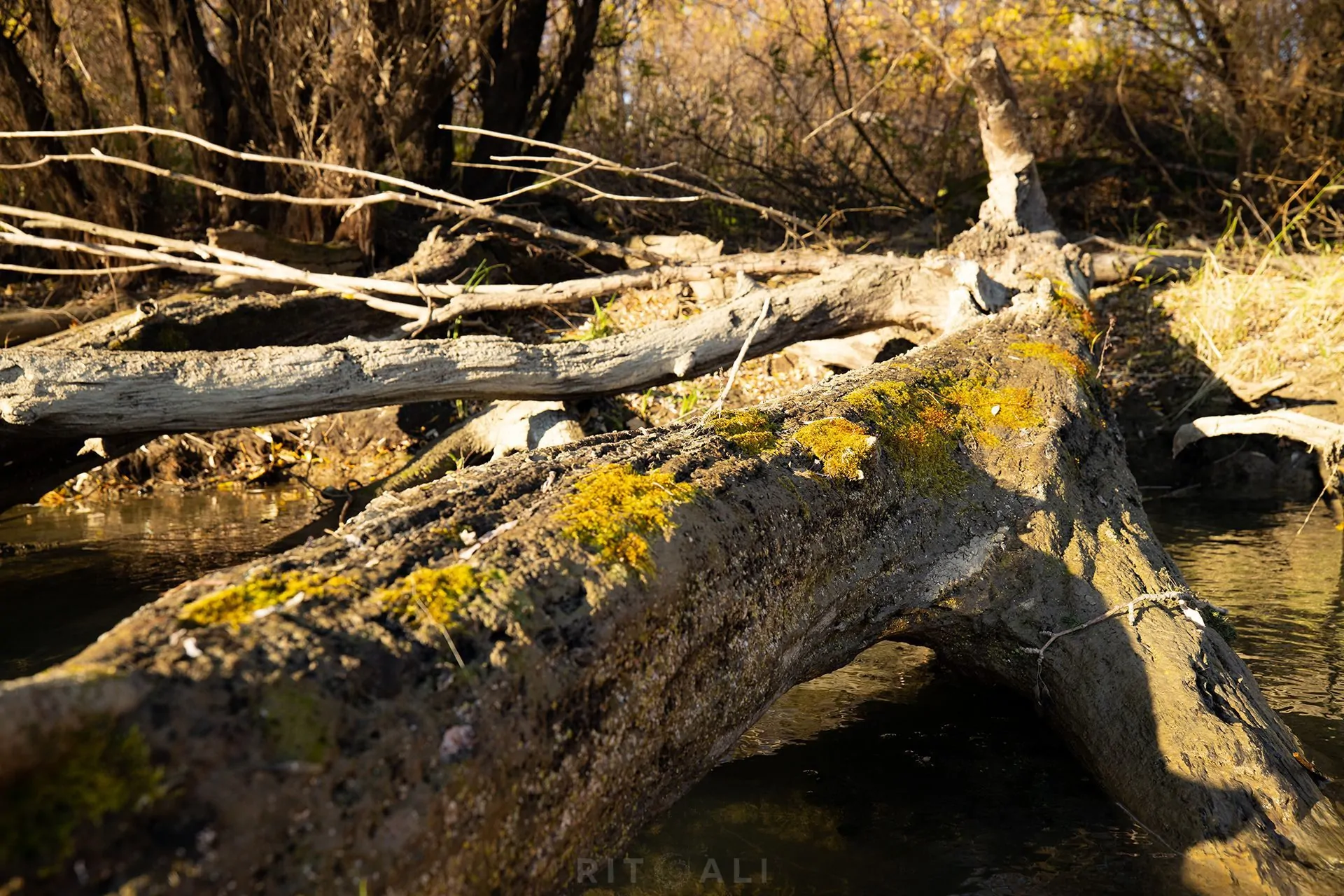 REKA TAMIŠ. GLOGONJ. JESEN NA KAJAKU