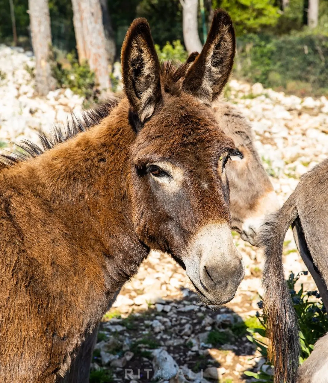telascica magarci dugi otok hrvatska