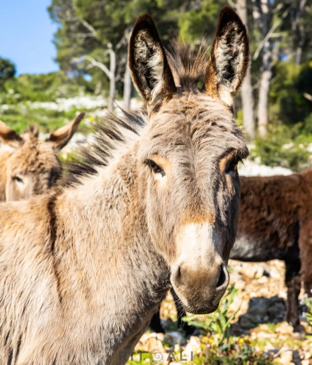 telascica magarci hrvatska dugi otok