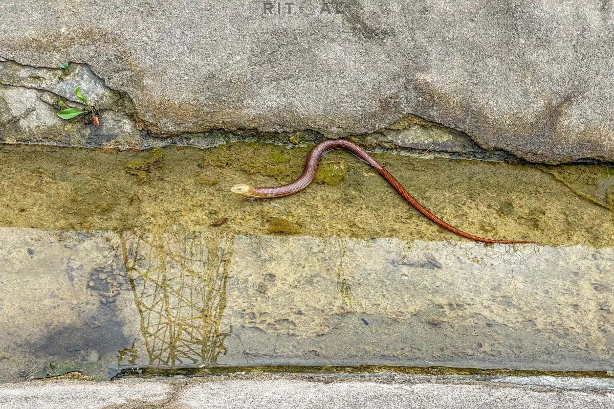 ulcinj kanal milena zmija rečna