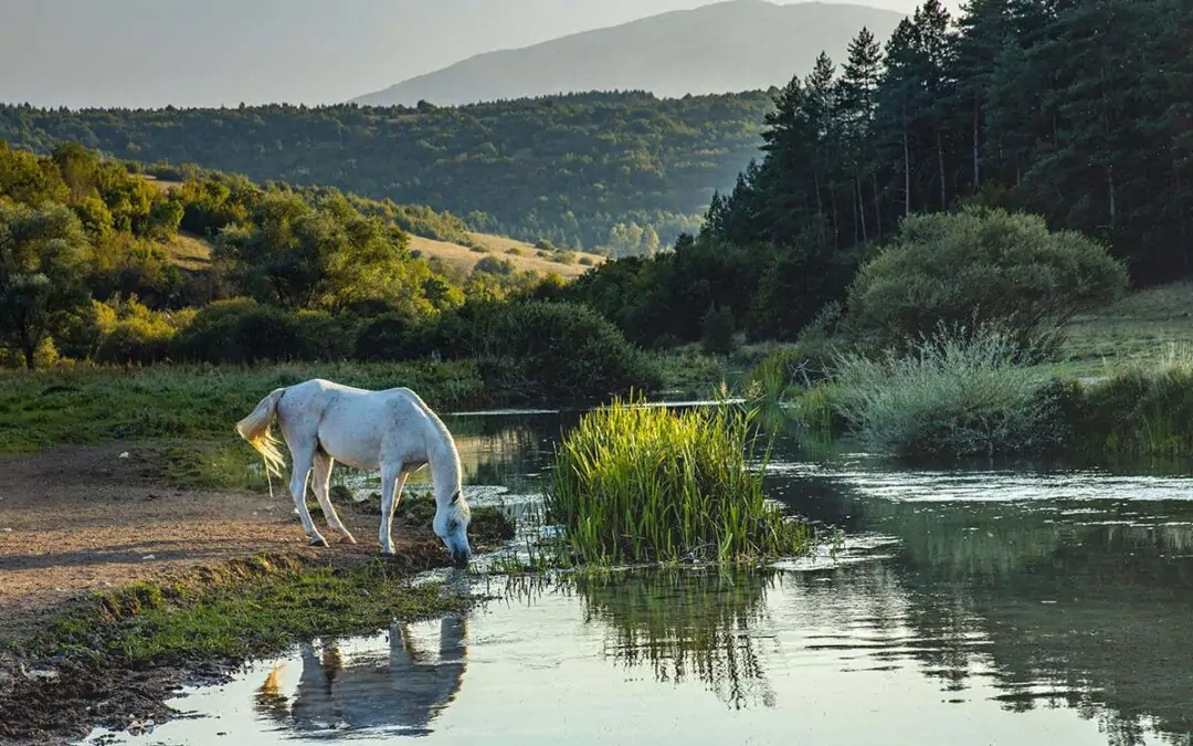 livno divlji konj