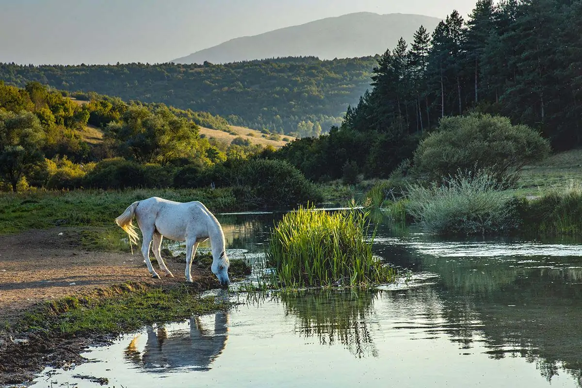 PLANINA CINCAR. LIVNO. DIVLJI KONJI