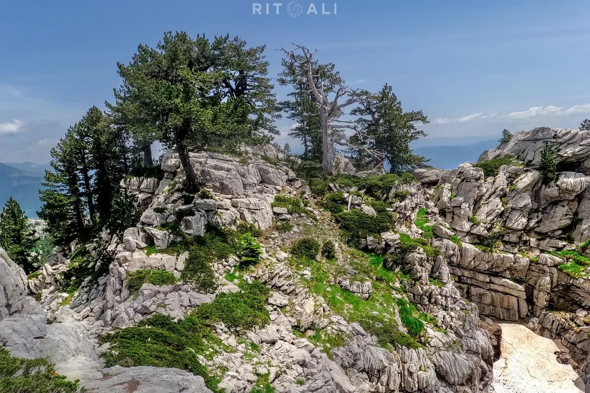 tresteni vrh maganik crna gora