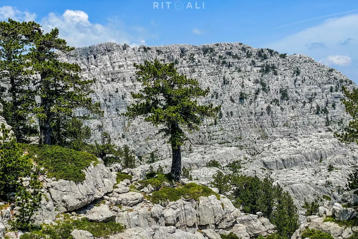 tresteni vrh maganik crna gora