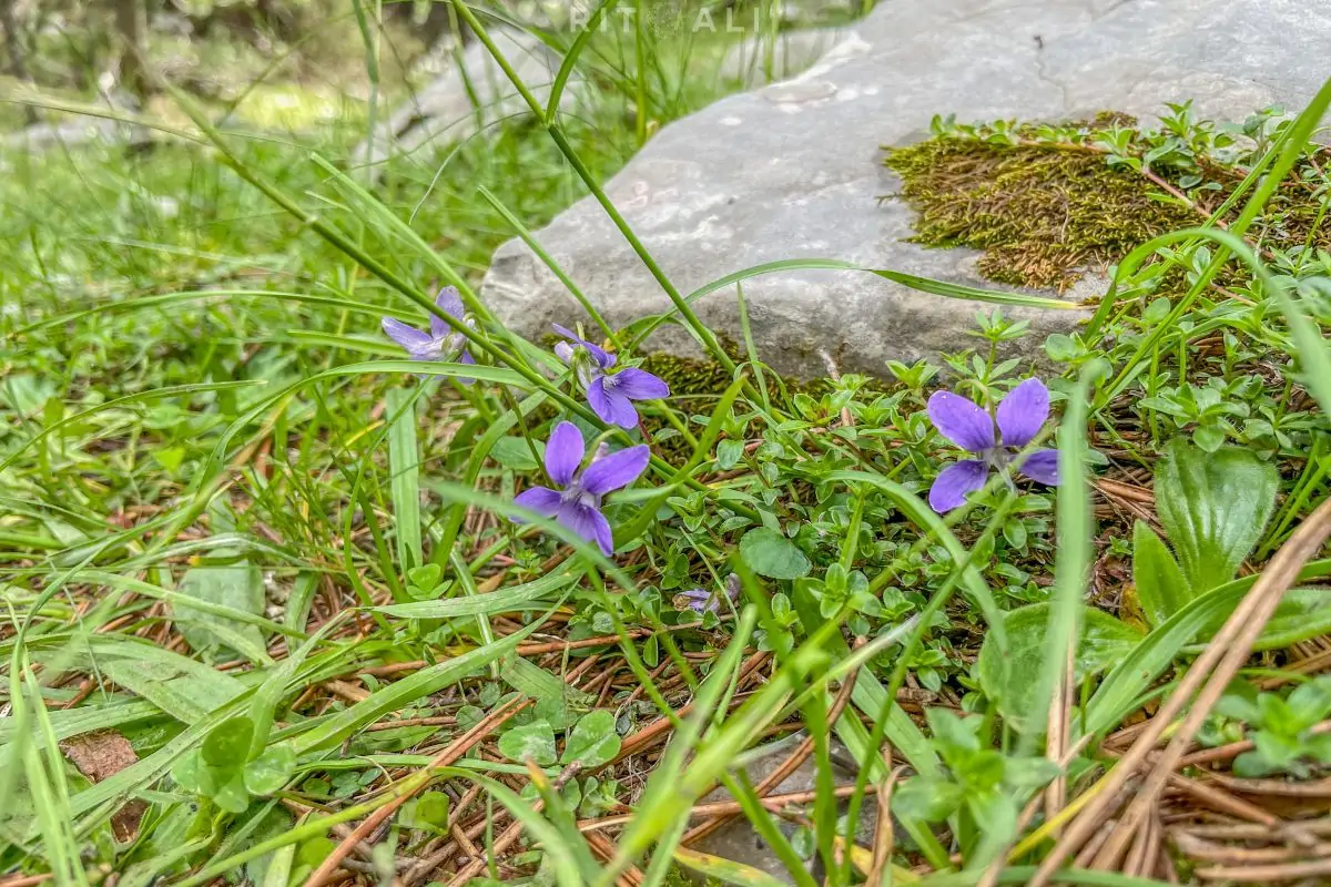 tresteni vrh maganik crna gora