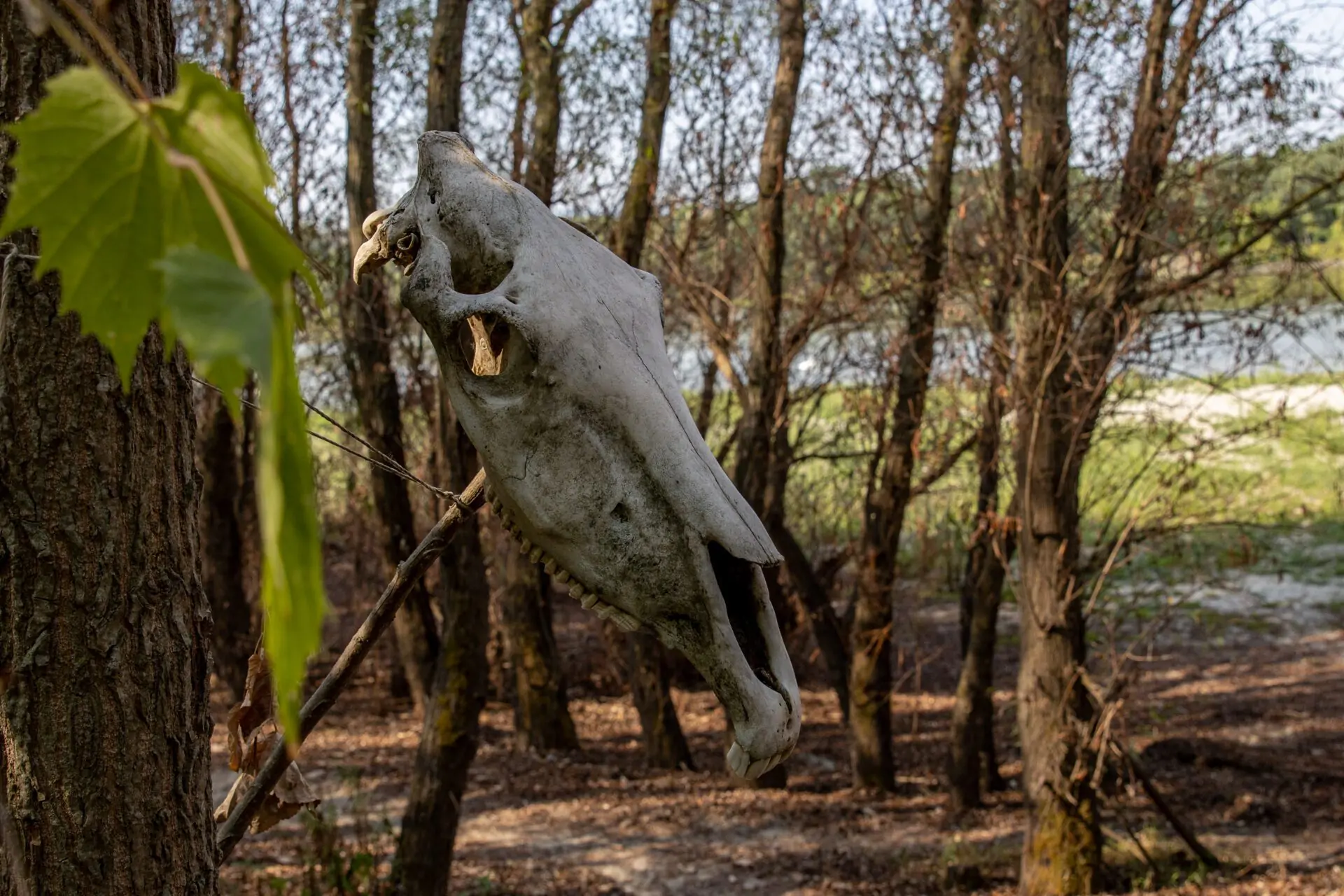 MAJMUNSKO OSTRVO. KO ČANG NA DUNAVU