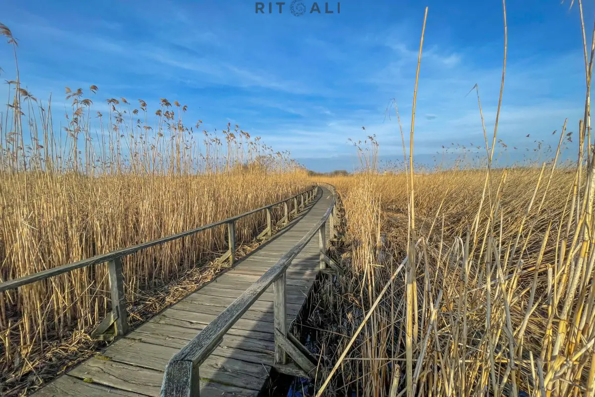 JEZERO TISA. MAGIJA ZIME U MOČVARI