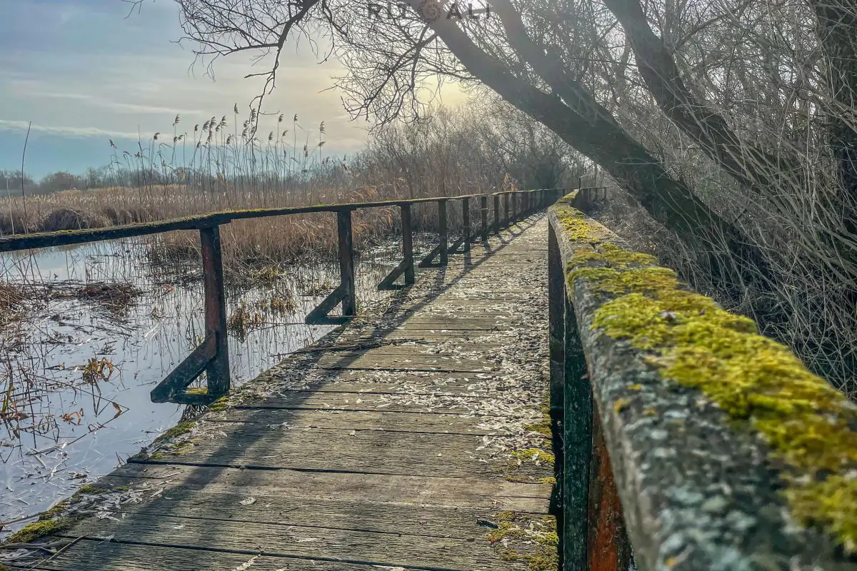 JEZERO TISA. MAGIJA ZIME U MOČVARI