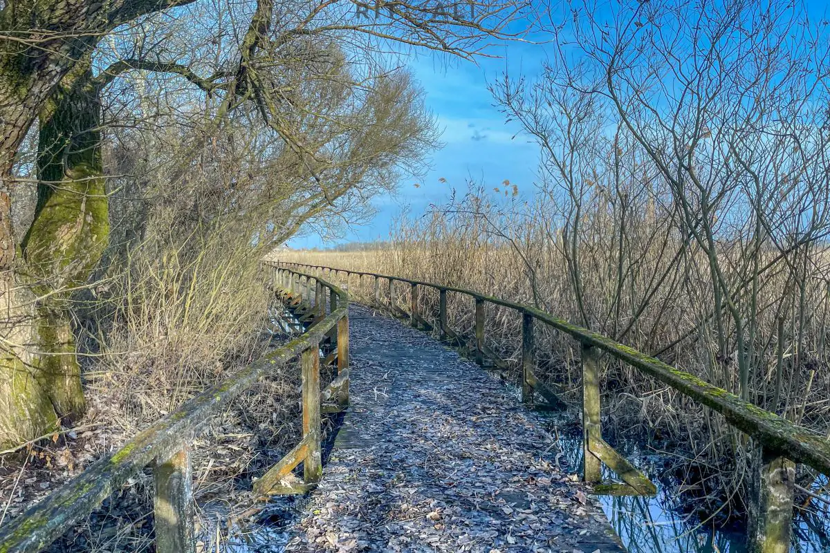 JEZERO TISA. MAGIJA ZIME U MOČVARI