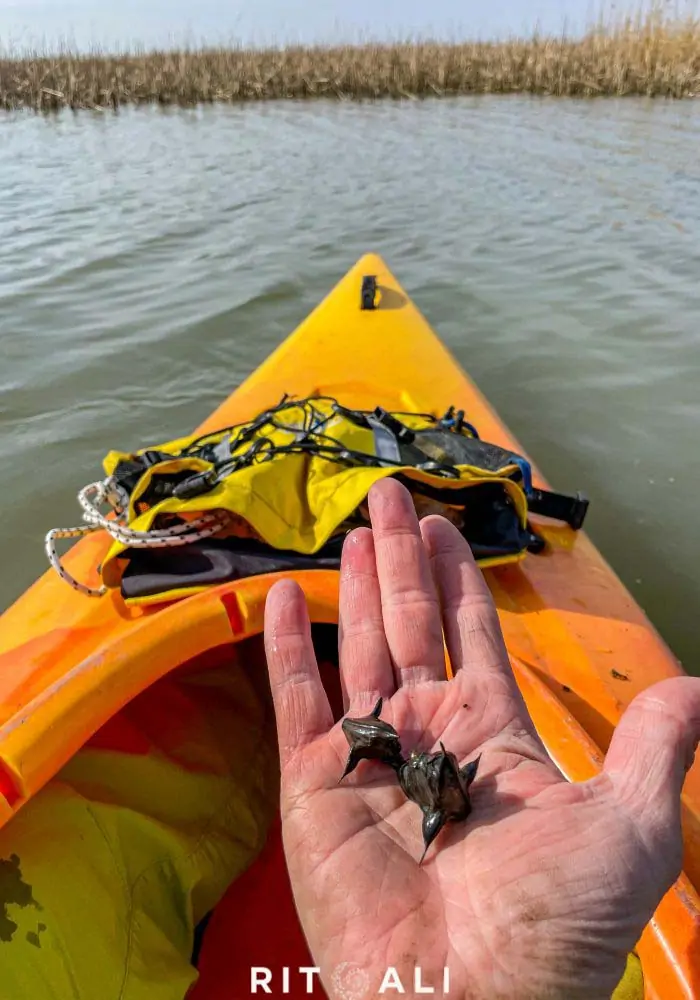 JEZERO TISA. MAGIJA ZIME U MOČVARI