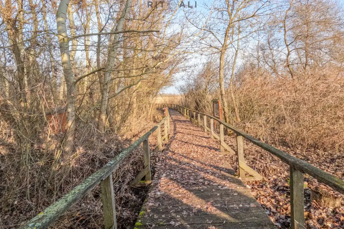 JEZERO TISA. MAGIJA ZIME U MOČVARI