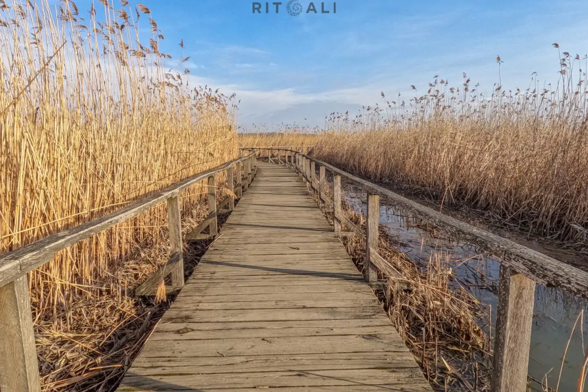 JEZERO TISA. MAGIJA ZIME U MOČVARI