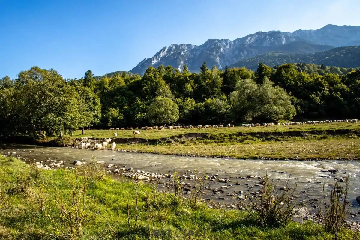 BRASOV. ZARNESTI. MEDVEĐA POSLA