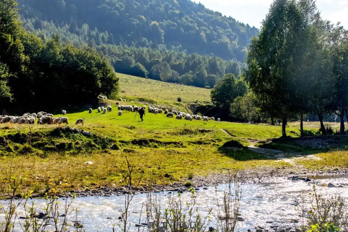 BRASOV. ZARNESTI. MEDVEĐA POSLA