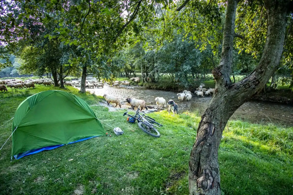 BRASOV. ZARNESTI. MEDVEĐA POSLA