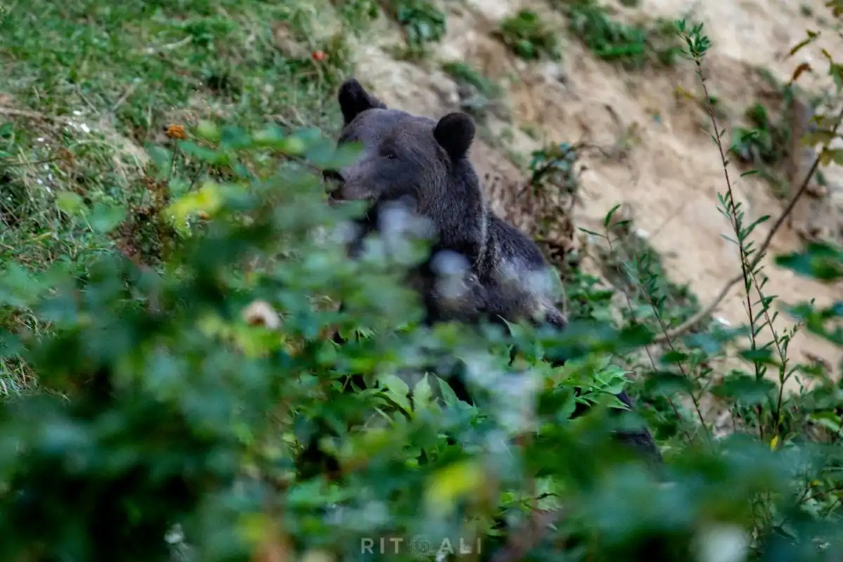 BRASOV. ZARNESTI. MEDVEĐA POSLA