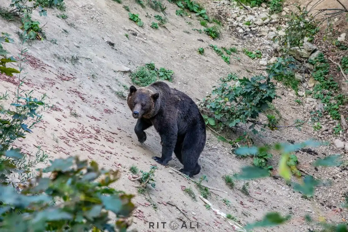 BRASOV. ZARNESTI. MEDVEĐA POSLA
