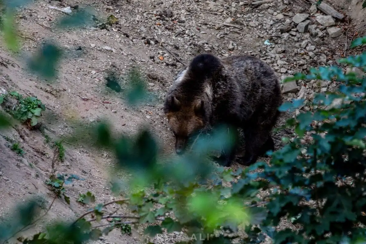 BRASOV. ZARNESTI. MEDVEĐA POSLA