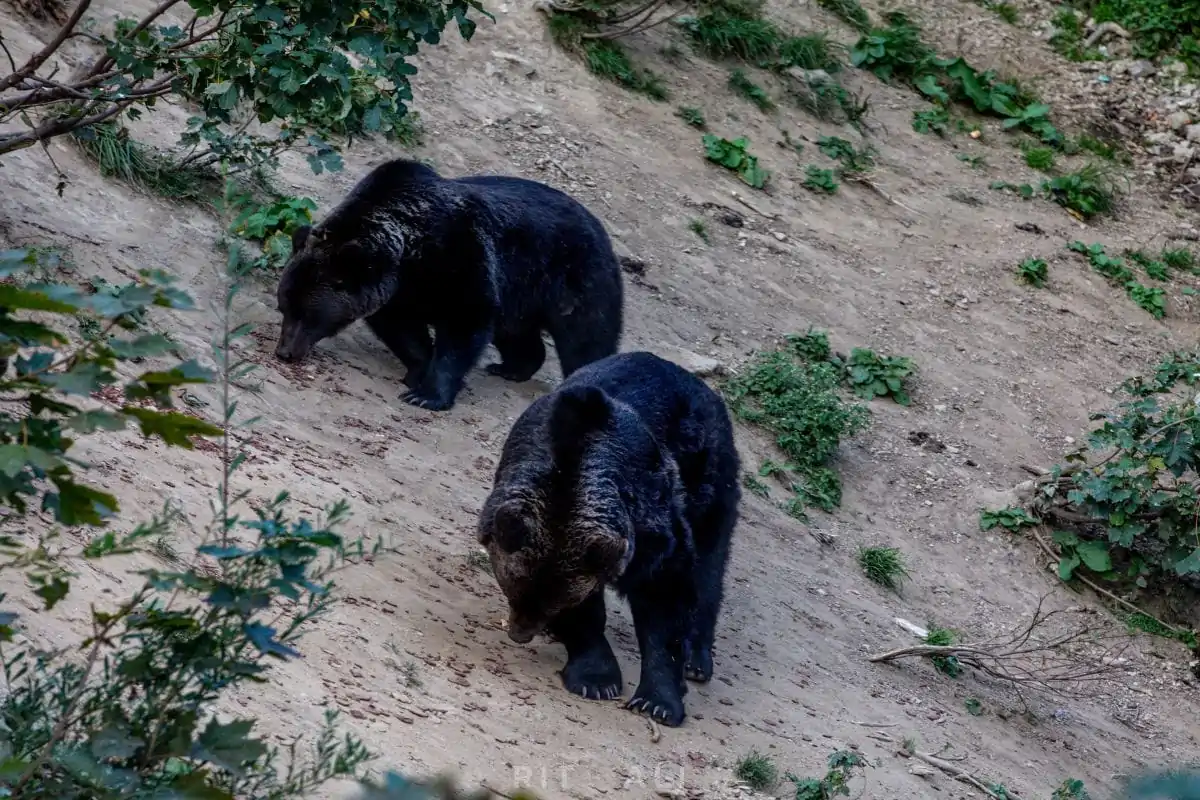 BRASOV. ZARNESTI. MEDVEĐA POSLA