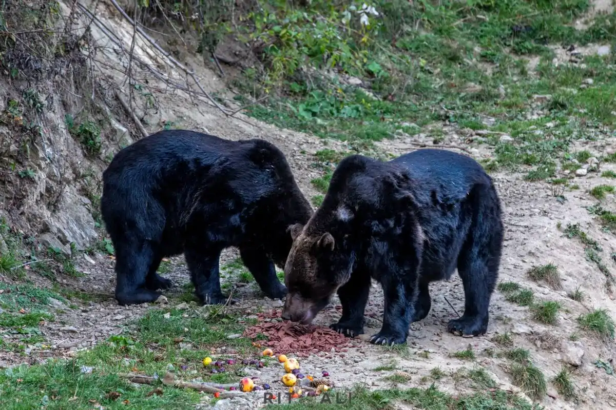 BRASOV. ZARNESTI. MEDVEĐA POSLA