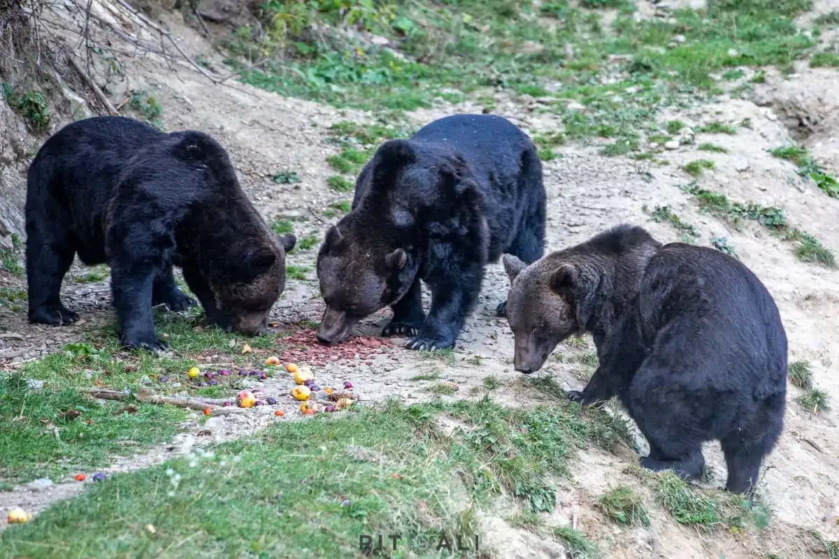 BRASOV. ZARNESTI. MEDVEĐA POSLA