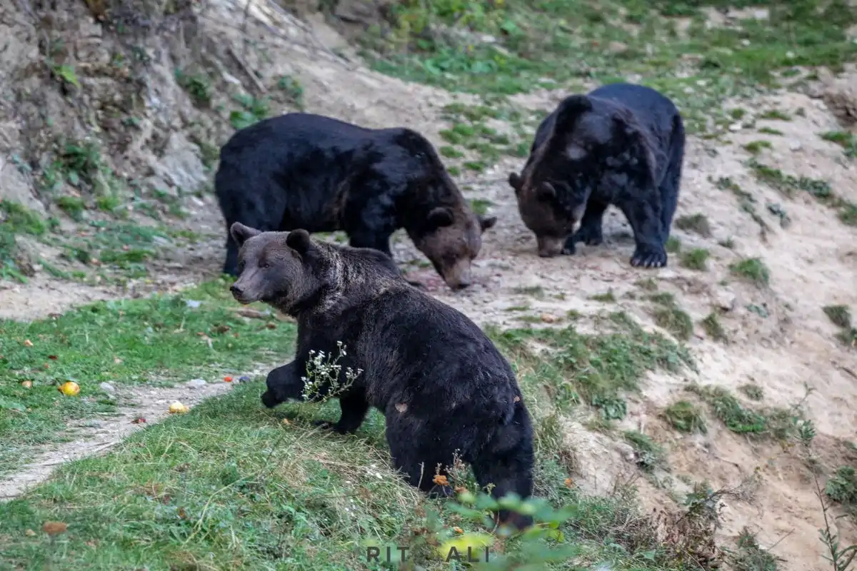 BRASOV. ZARNESTI. MEDVEĐA POSLA