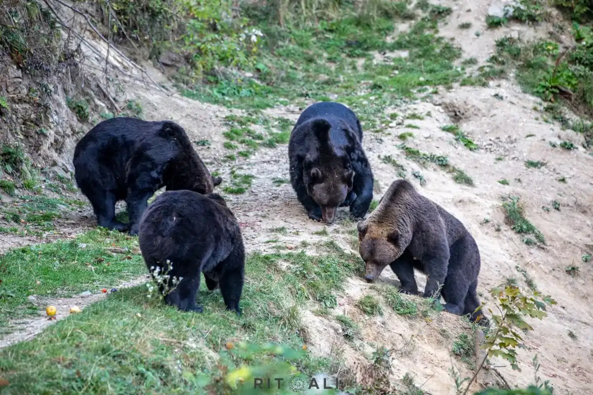 BRASOV. ZARNESTI. MEDVEĐA POSLA