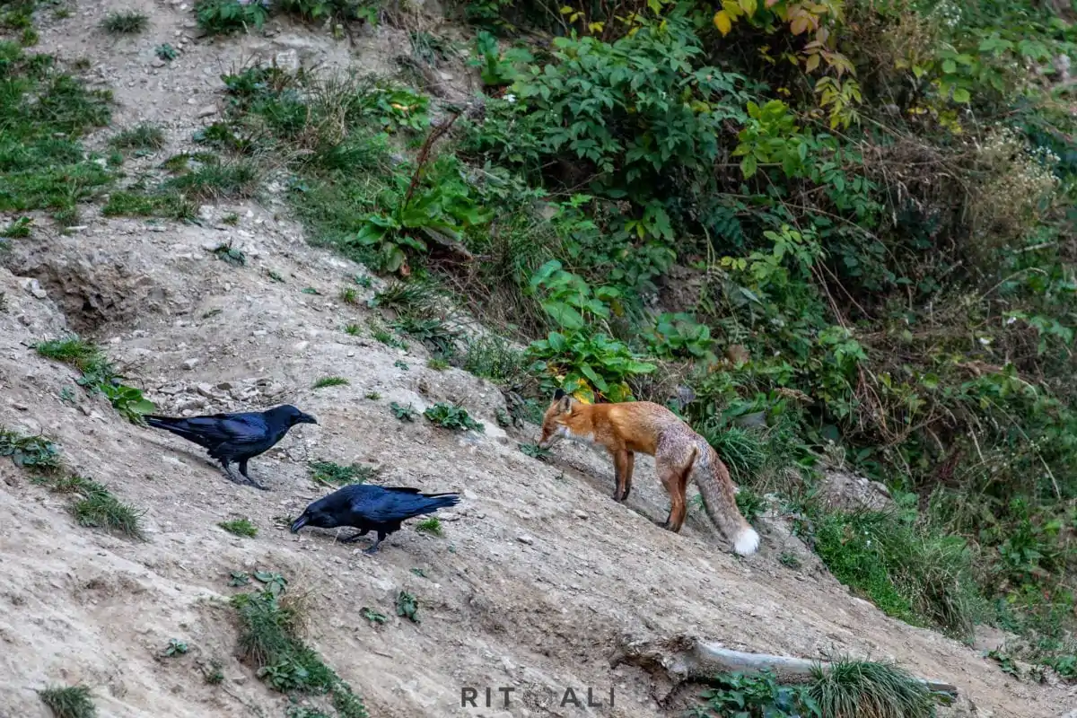 BRASOV. ZARNESTI. MEDVEĐA POSLA