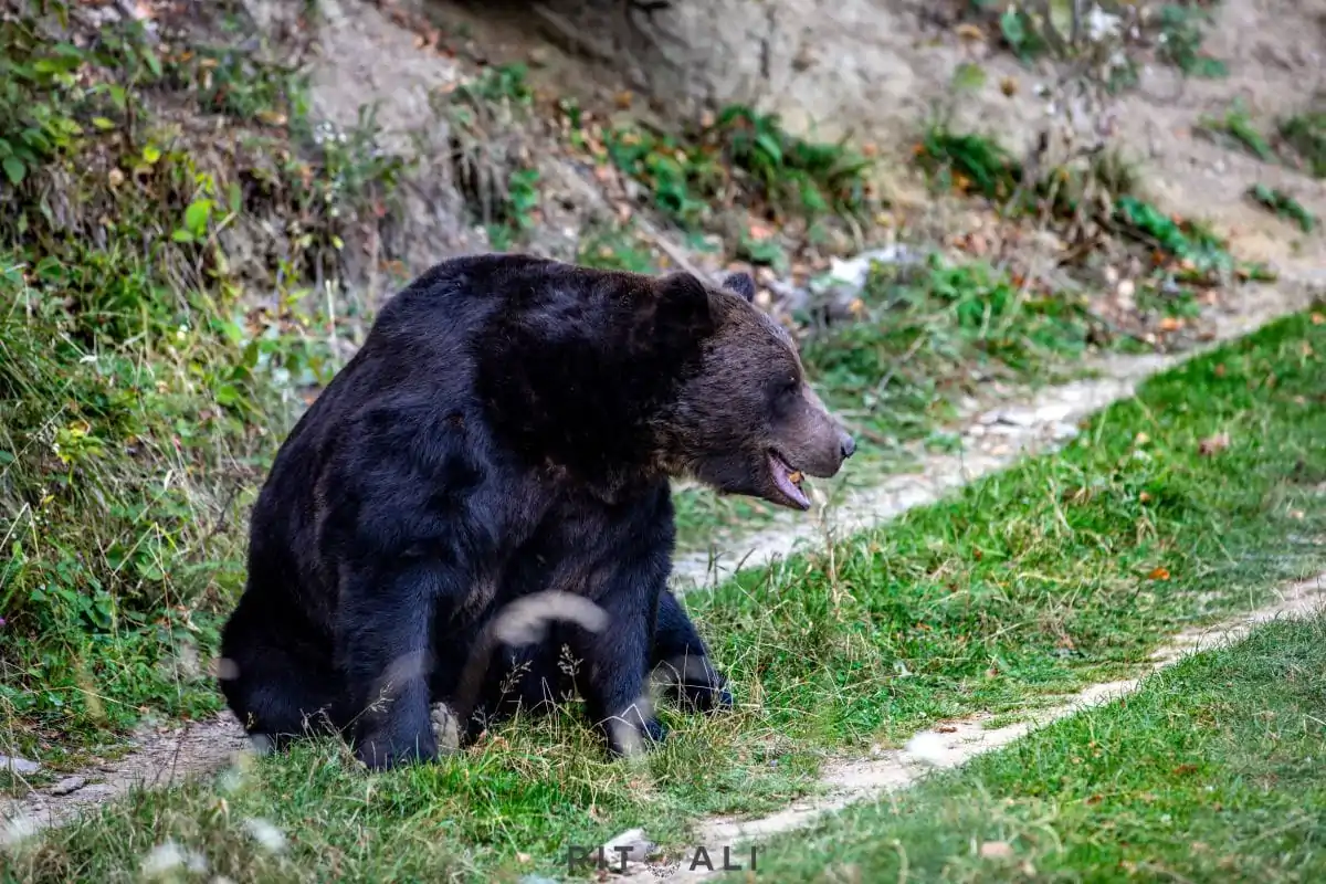 BRASOV. ZARNESTI. MEDVEĐA POSLA