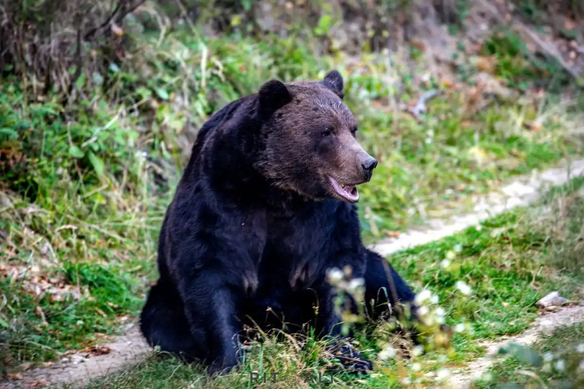 BRASOV. ZARNESTI. MEDVEĐA POSLA