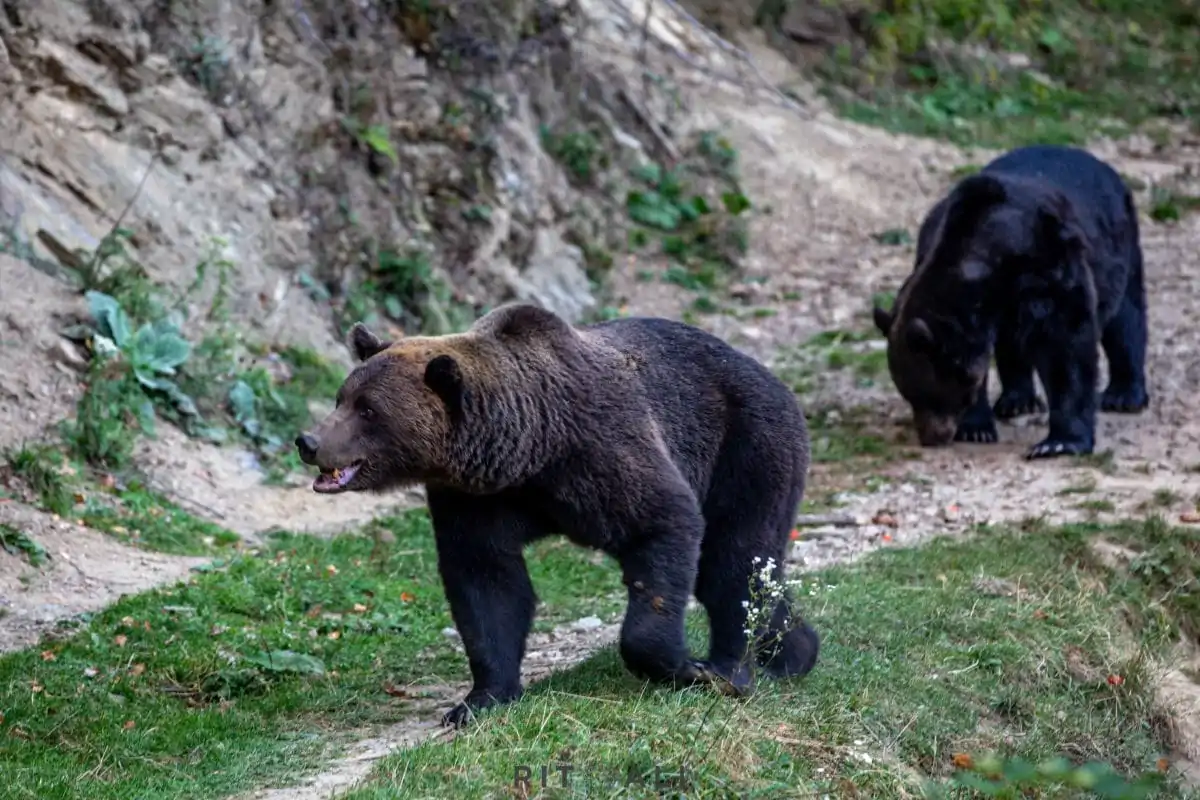 BRASOV. ZARNESTI. MEDVEĐA POSLA