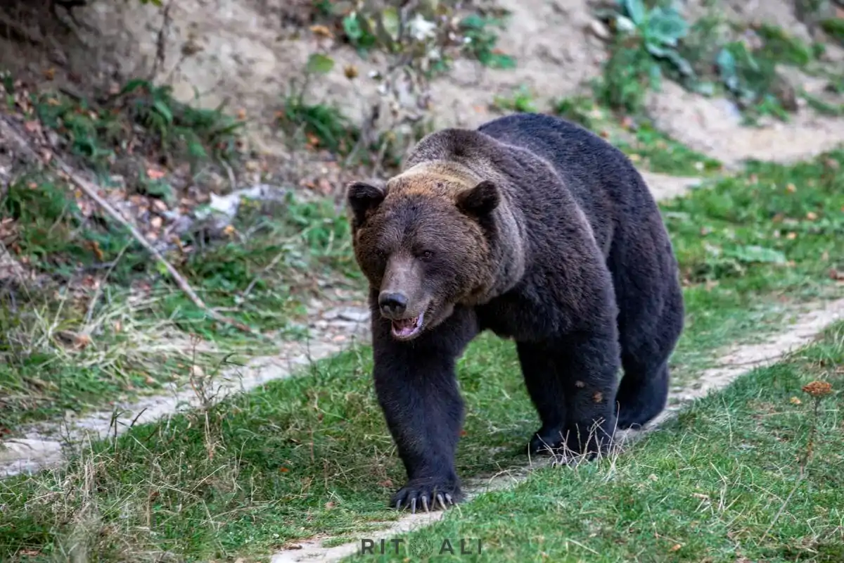 BRASOV. ZARNESTI. MEDVEĐA POSLA