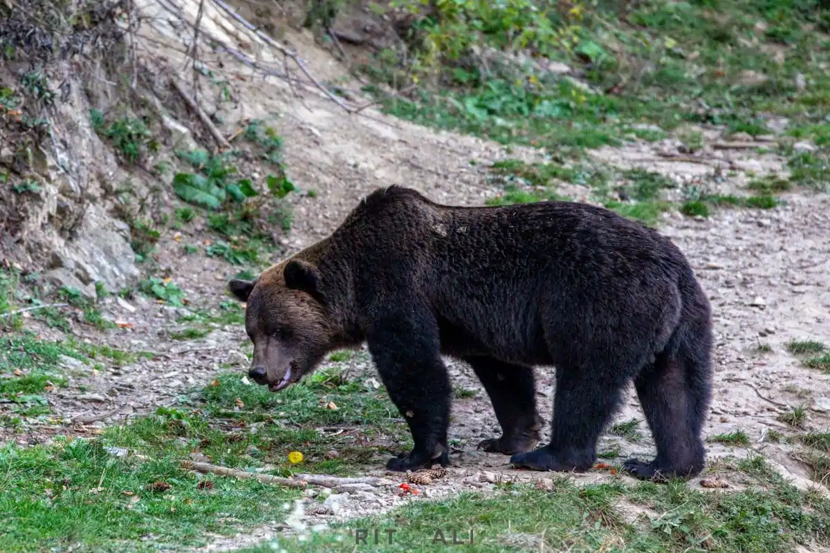 BRASOV. ZARNESTI. MEDVEĐA POSLA