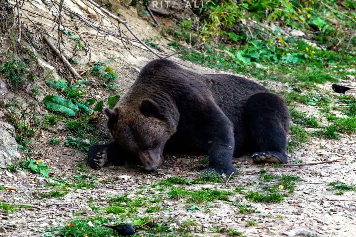 BRASOV. ZARNESTI. MEDVEĐA POSLA