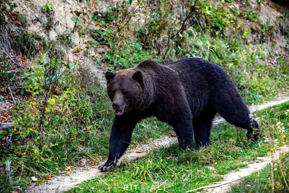 BRASOV. ZARNESTI. MEDVEĐA POSLA