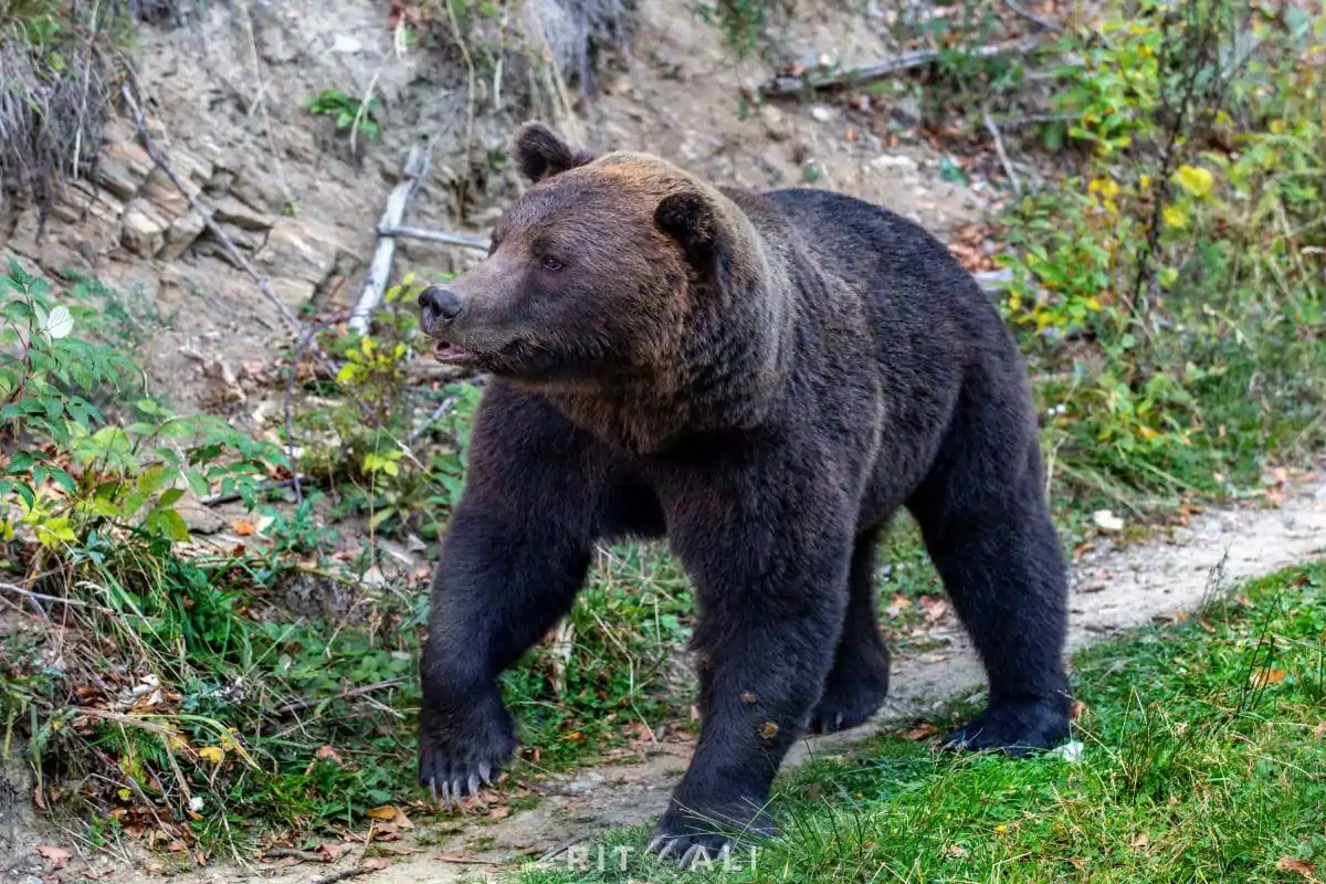 BRASOV. ZARNESTI. MEDVEĐA POSLA