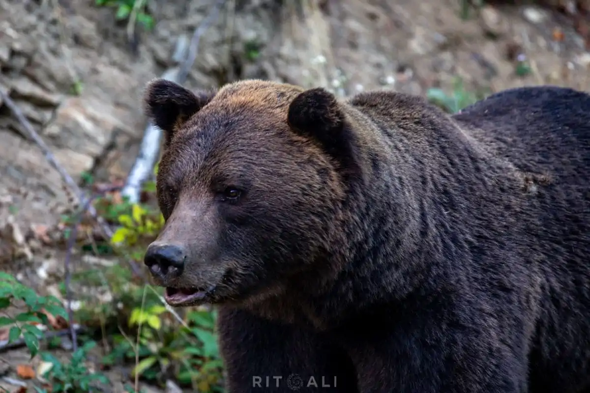 BRASOV. ZARNESTI. MEDVEĐA POSLA