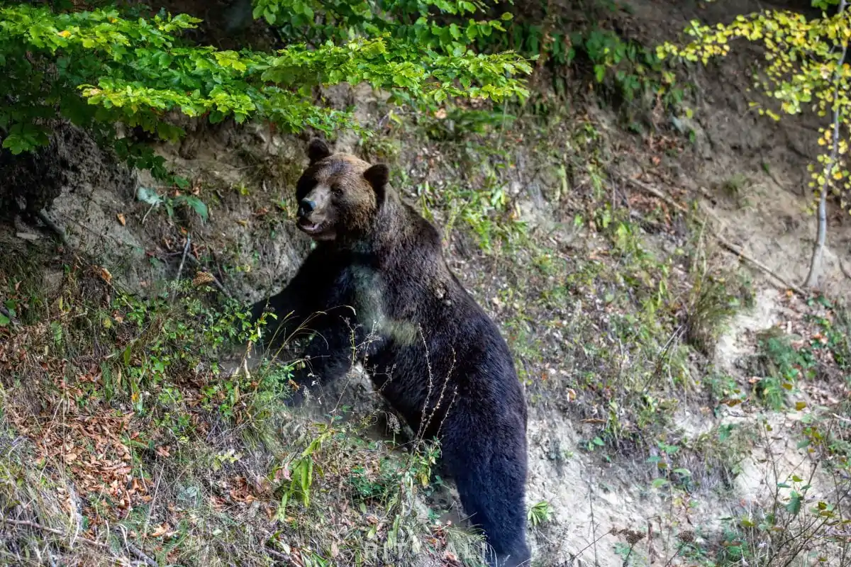 BRASOV. ZARNESTI. MEDVEĐA POSLA