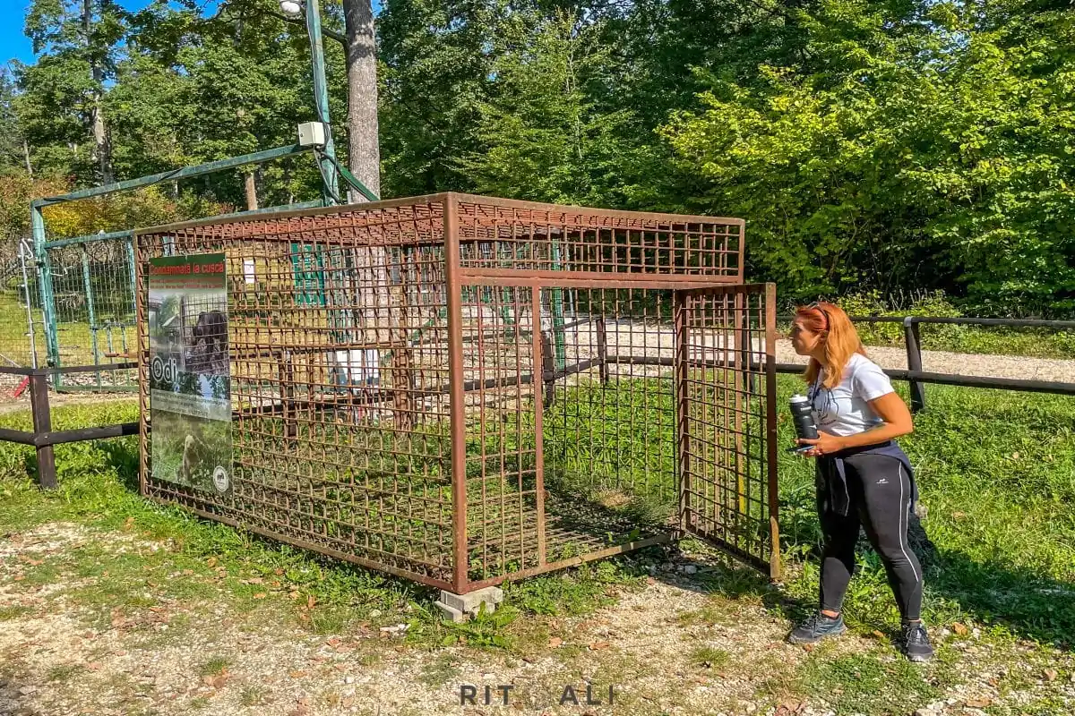 BRASOV. ZARNESTI. MEDVEĐA POSLA