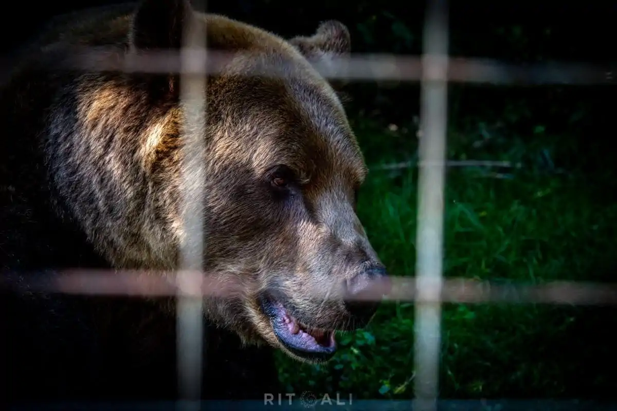 BRASOV. ZARNESTI. MEDVEĐA POSLA