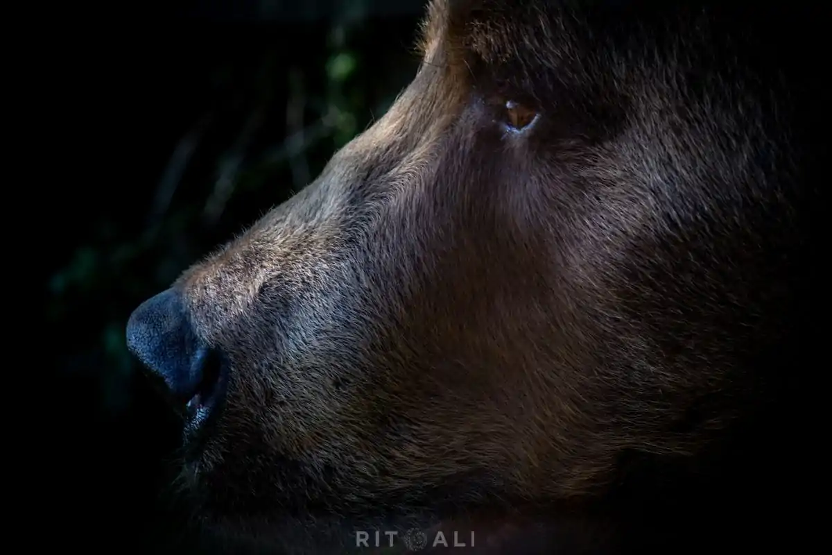 BRASOV. ZARNESTI. MEDVEĐA POSLA