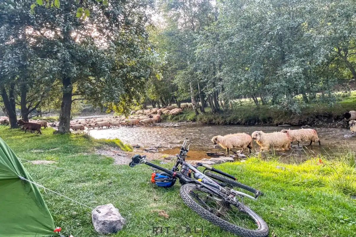 BRASOV. ZARNESTI. MEDVEĐA POSLA